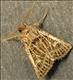 2178 (73.253) Feathered Gothic